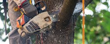 How Our Tree Care Process Works  in  Wasco, CA