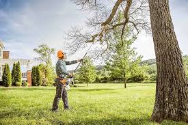 Best Tree Removal  in Wasco, CA