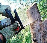 Wasco, CA Tree Care Company