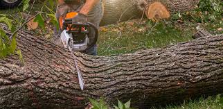 Best Tree Risk Assessment  in Wasco, CA