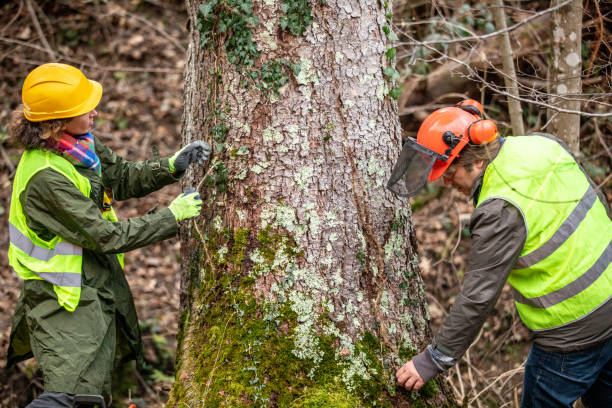 Best Tree Mulching  in Wasco, CA