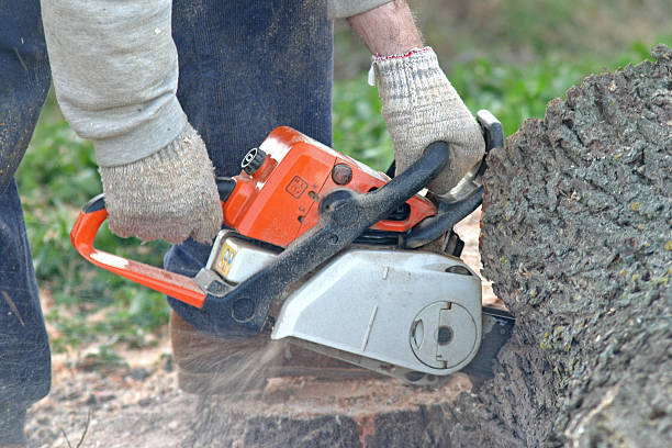  Wasco, CA Tree Care Pros