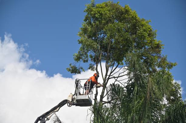 Best Palm Tree Trimming  in Wasco, CA
