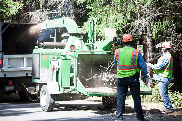 Best Tree Health Inspection  in Wasco, CA