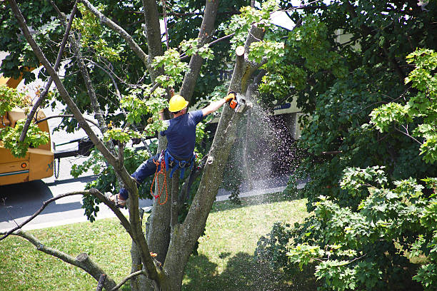 Best Lawn Watering Services  in Wasco, CA