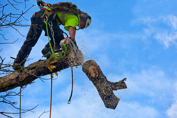 Best Arborist Consultation Services  in Wasco, CA