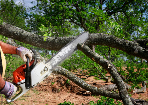 Best Tree Removal  in Wasco, CA