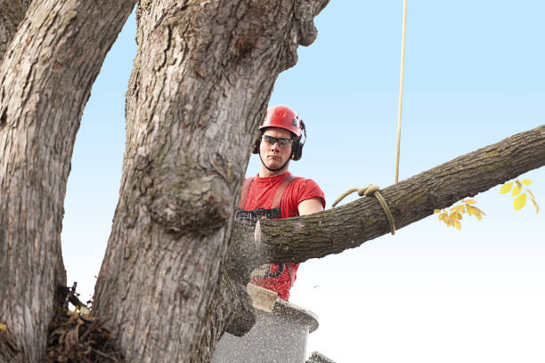 Leaf Removal in Wasco, CA